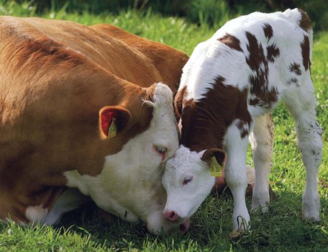 loving-mother-cow-and-calf1